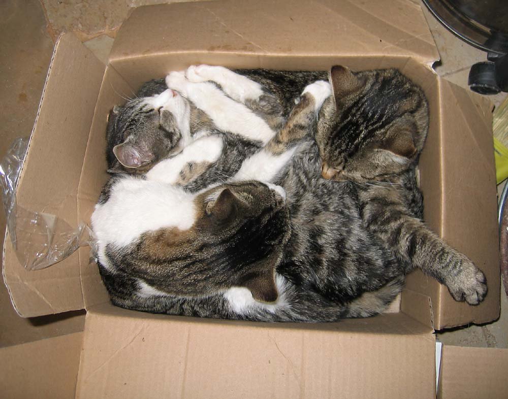 Gatti in scatola